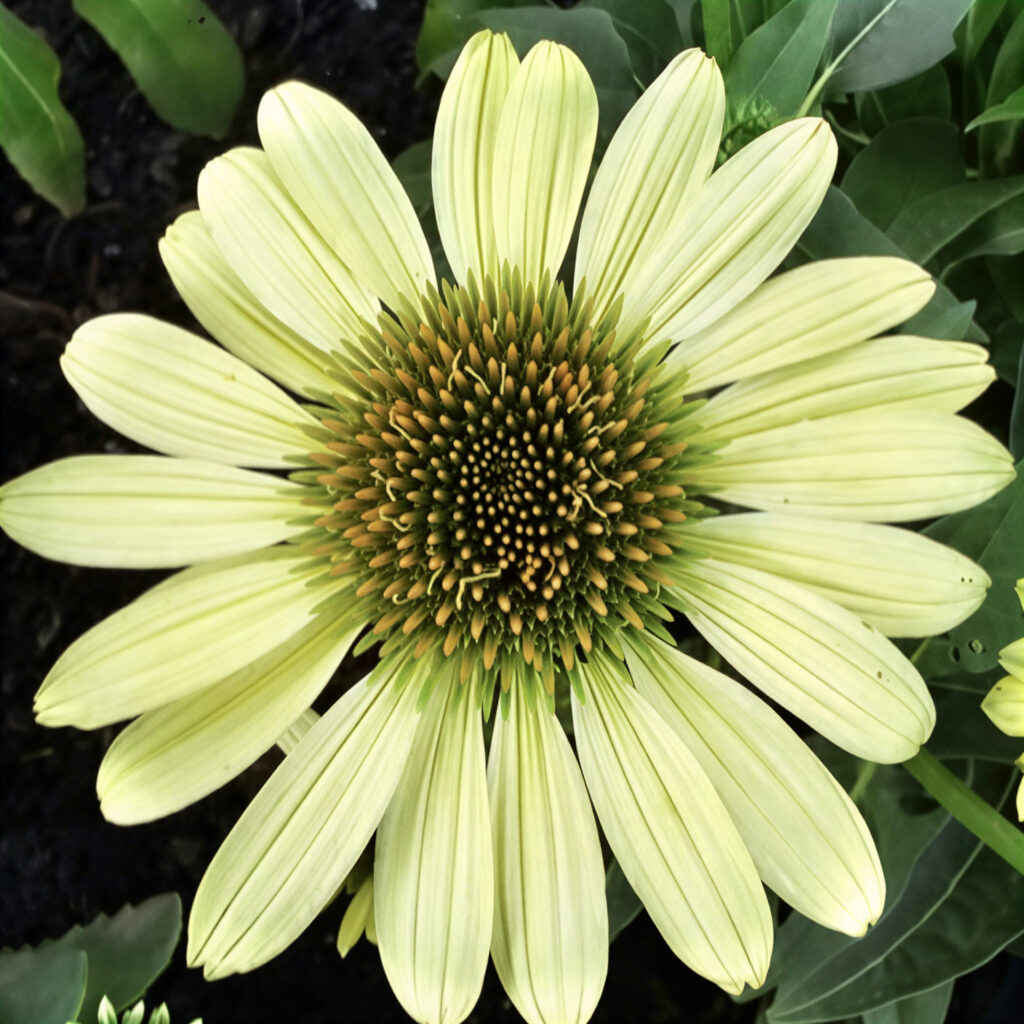 Echinacea purpurea ‘Verdana 1