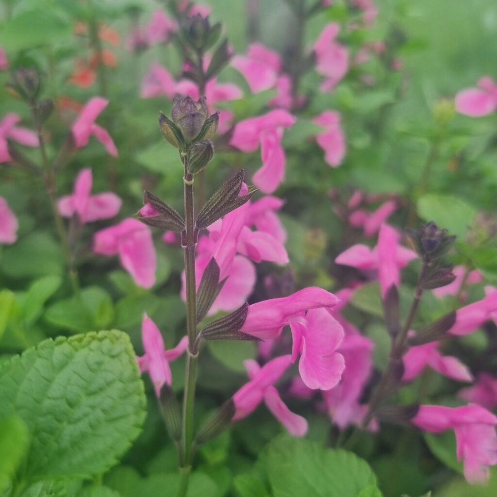 Salvia Flower Child 6