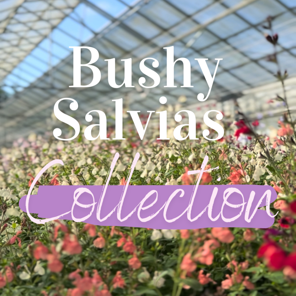 Close-up of Bushy Salvias Collection flowers — Middleton Nurseries plant for sale