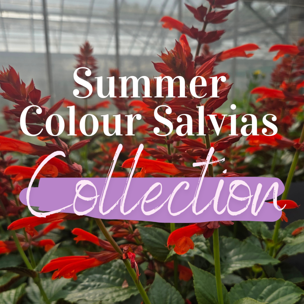 Summer Colour Salvias Collection flowering in the garden — Middleton Nurseries