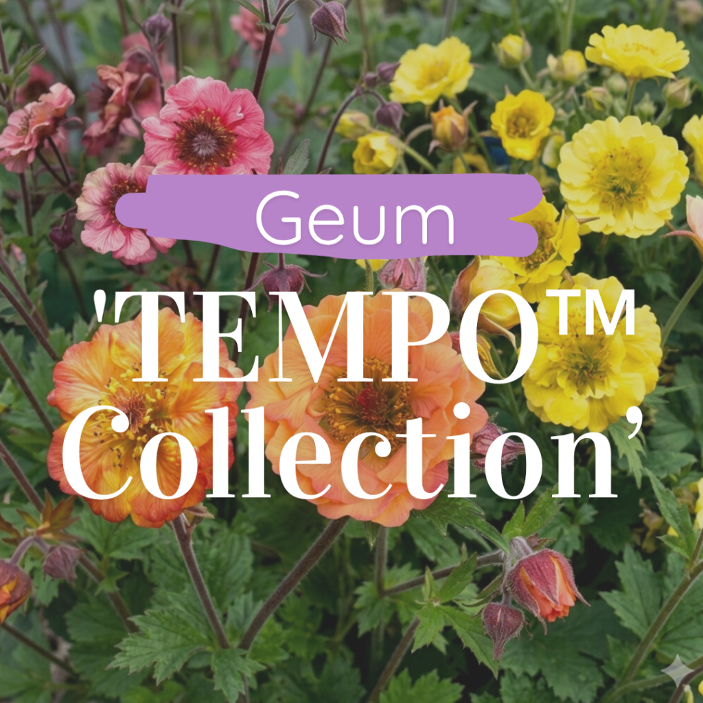 Geum ‘TEMPO™ Collection in full bloom — specialist nursery plant, Middleton Nurseries