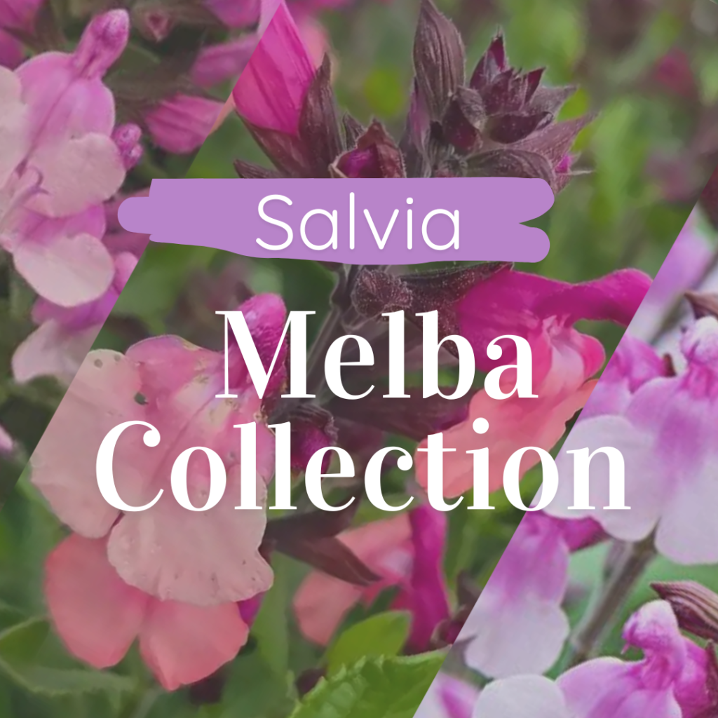 Detail of Salvia ‘Melba Collection’ foliage and flowers — Middleton Nurseries