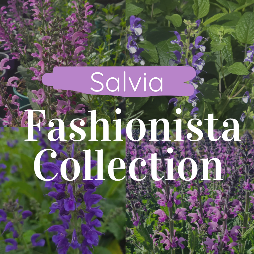 Salvia ‘Fashionista Collection’ in full bloom — specialist nursery plant, Middleton Nurseries