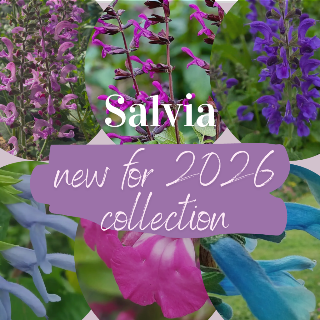 2026 New Salvia Collection flowering in the garden — Middleton Nurseries