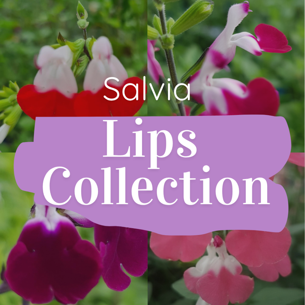 Salvia 'Lips Collection' promotional graphic showing four two-tone salvia flowers — Middleton Nurseries