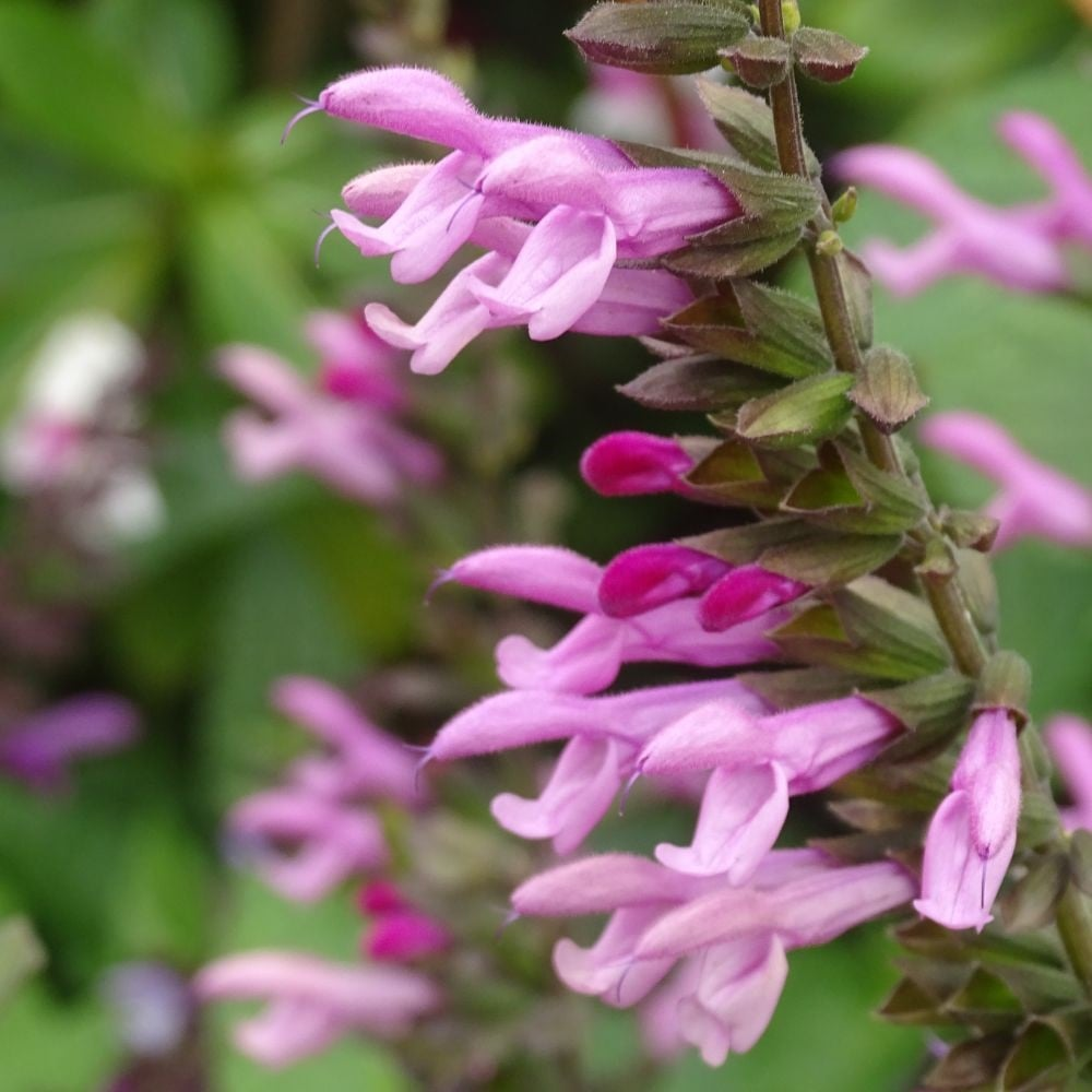 salvia pink amistad