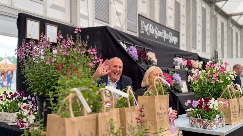 Middleton Nurseries at RHS Chelsea 2026: New Varieties and Show Highlights 1 A high-quality landscape photo of a flower show exhibit booth. A man with a joyful expression waves to the camera while seated next to a woman behind a display table. The foreground features brown burlap gift bags holding small green plants and prominent arrangements of bright pink and purple salvias. A black backdrop features a sign for 'Ye Olde Sweet Pea Shoppe' alongside multi-colored floral displays, framed awards, and a glimpse of an outdoor event space to the far left.