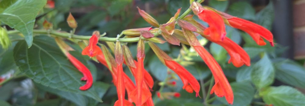 How to grow salvias in the UK — mixed salvia border in full flower — Middleton Nurseries