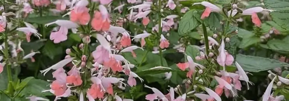Detail of Salvia coccinea ‘Summer Jewel Pink’ foliage and flowers — Middleton Nurseries