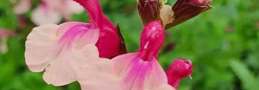 Salvia microphylla 'Delice Gold and Wine' deep wine-pink and white bicolour flowers — Middleton Nurseries